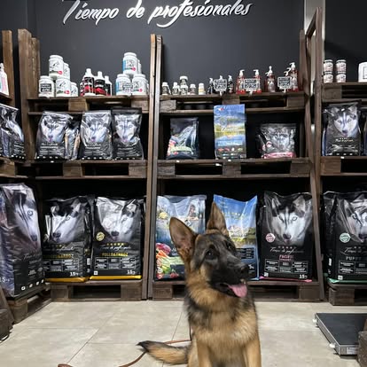 Pastor alemán en la tienda Pets Nutrition, frente a la marca propia